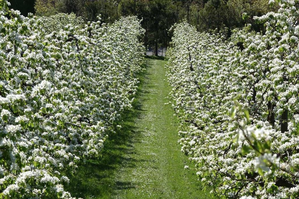 The Pear Orchard Lodge Richmond Buitenkant foto